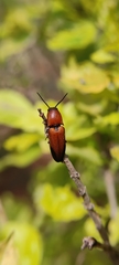 Elaterini