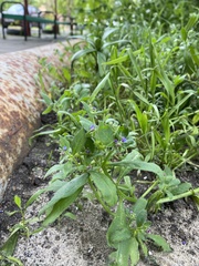 Asperugo procumbens