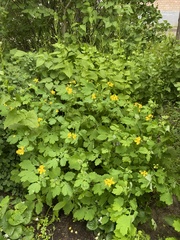 Chelidonium majus