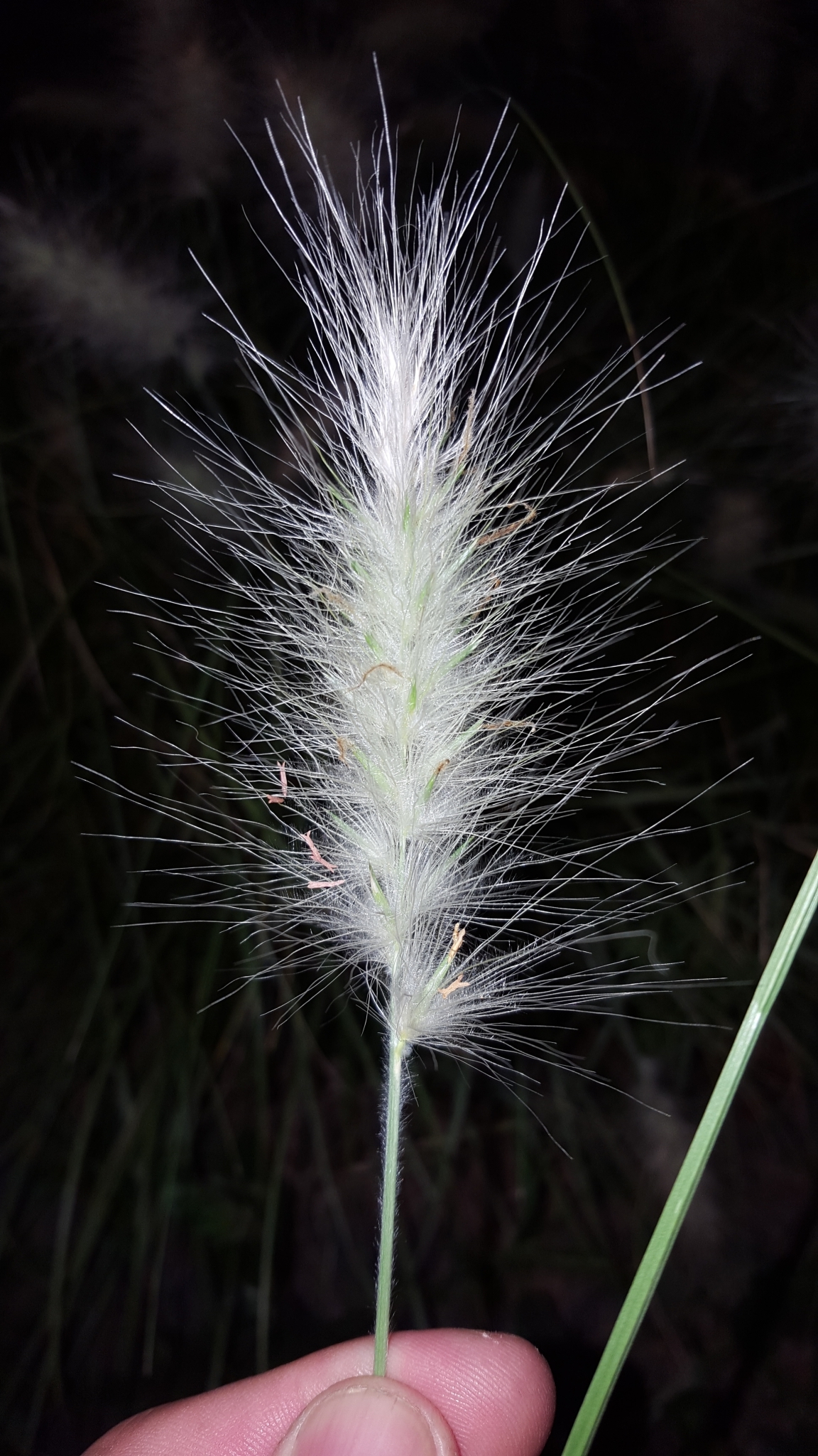 (c) François Rousseu, certains droits réservés (CC BY-NC) https://www.inaturalist.org/observations/117095076