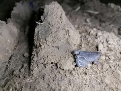 Elachistocleis nigrogularis