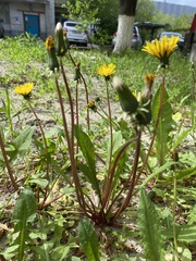 Taraxacum officinale
