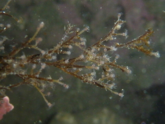 Eudendrium californicum