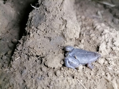 Elachistocleis nigrogularis