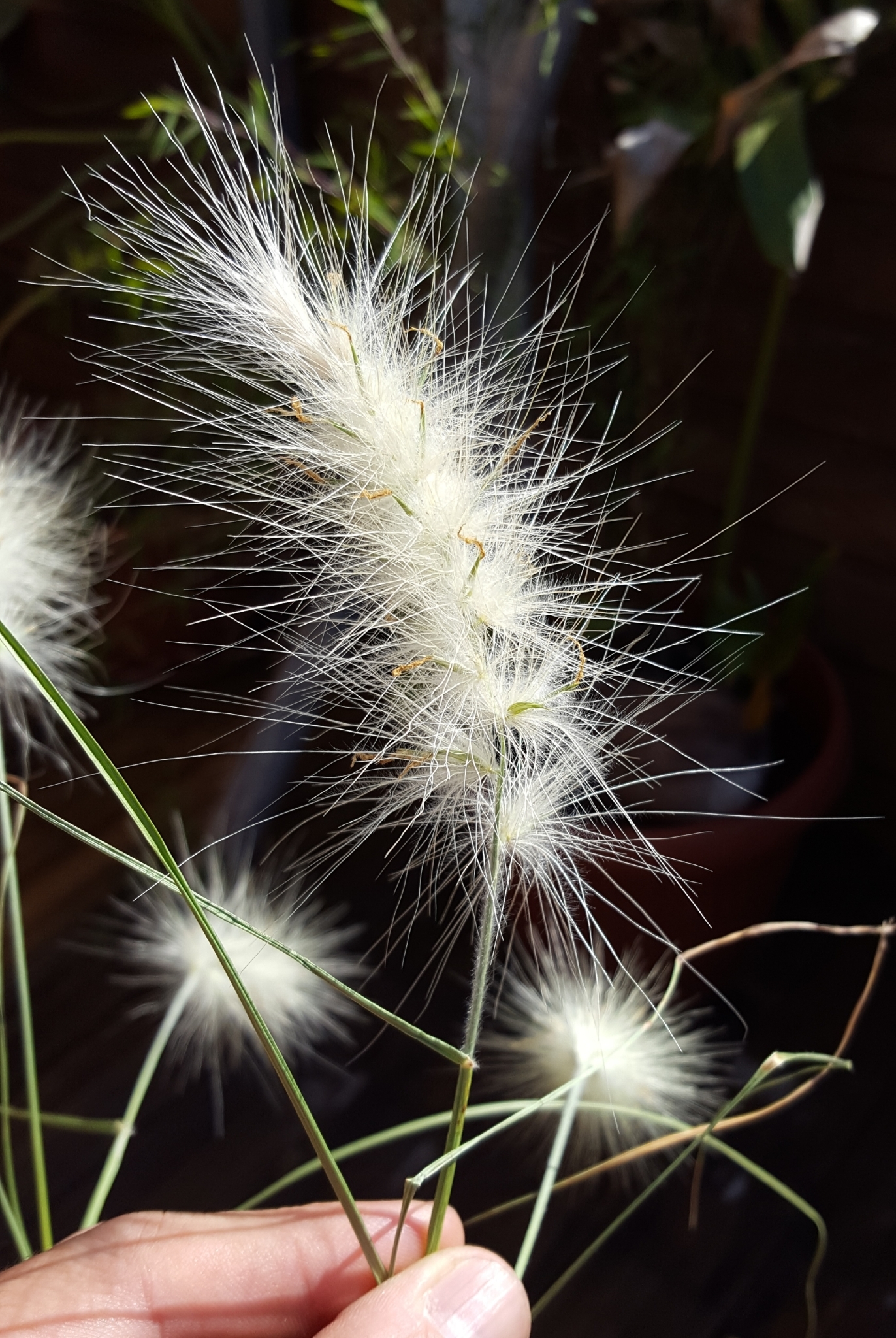 (c) François Rousseu, certains droits réservés (CC BY-NC) https://www.inaturalist.org/observations/117095076