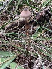 Mycena cystidiosa