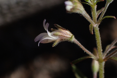 Collinsia childii