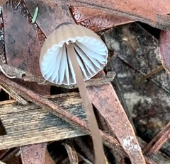 Mycena cystidiosa
