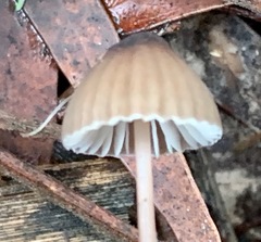 Mycena cystidiosa