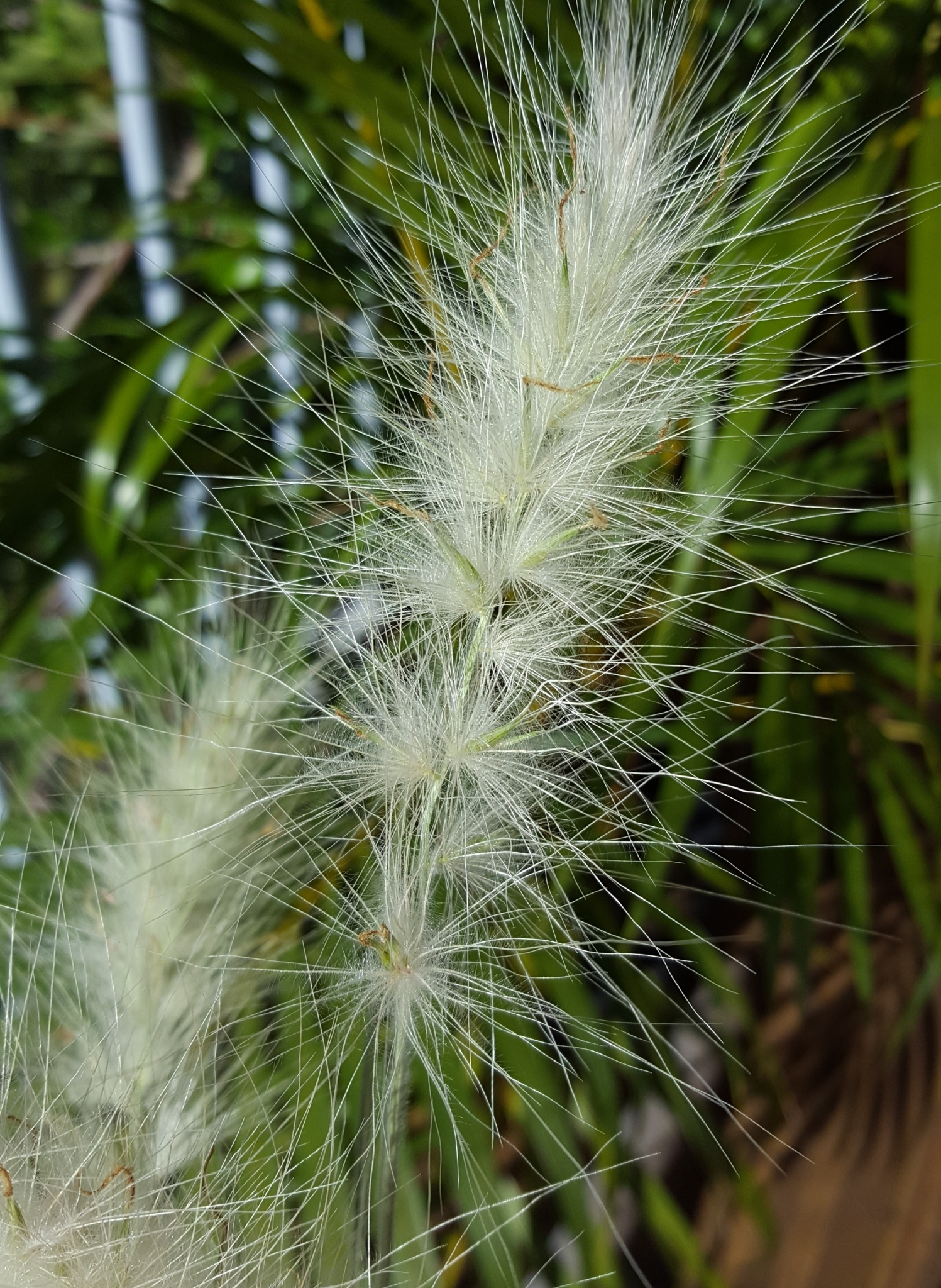 (c) François Rousseu, certains droits réservés (CC BY-NC) https://www.inaturalist.org/observations/117095076