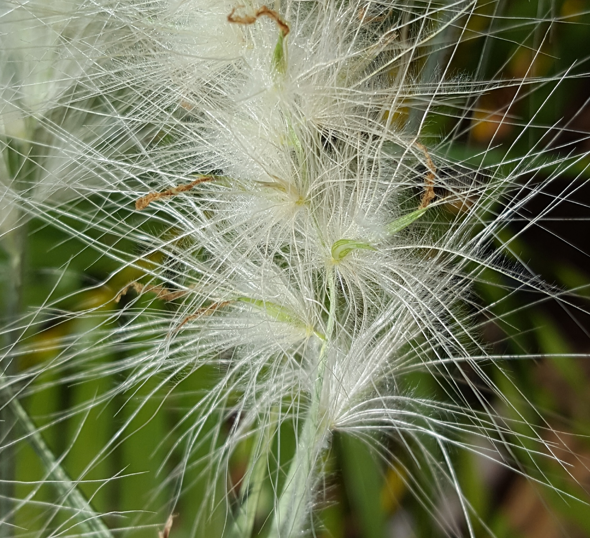 (c) François Rousseu, certains droits réservés (CC BY-NC) https://www.inaturalist.org/observations/117095076