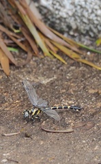 Paragomphus capricornis
