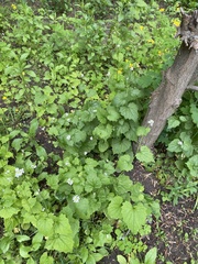 Alliaria petiolata