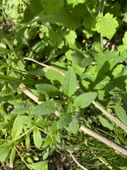 Asperugo procumbens