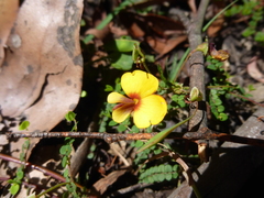 Bossiaea cordigera