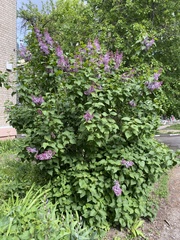 Syringa vulgaris