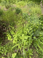 Alliaria petiolata