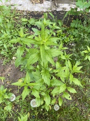 Erigeron annuus