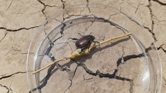 Paracotalpa granicollis
