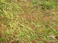 Microstegium ciliatum