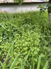 Alliaria petiolata