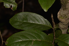 Celastrus subspicatus