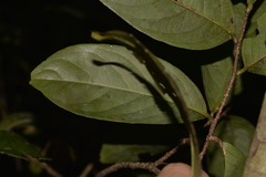 Celastrus subspicatus