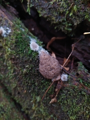Siphoptychium violaceum