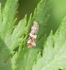 Lobesia abscisana