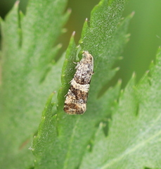 Lobesia abscisana
