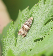 Lobesia abscisana