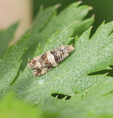 Lobesia abscisana