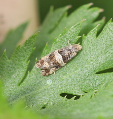 Lobesia abscisana