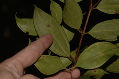 Austropuccinia psidii