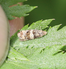 Lobesia abscisana