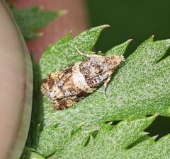 Lobesia abscisana