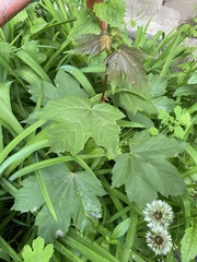 Acer pseudoplatanus