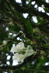 Rodriguezia compacta