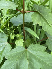 Acer pseudoplatanus