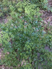 Petroselinum crispum