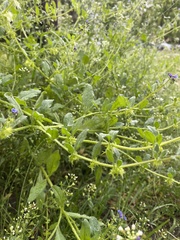 Asperugo procumbens