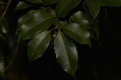 Schizomeria ovata