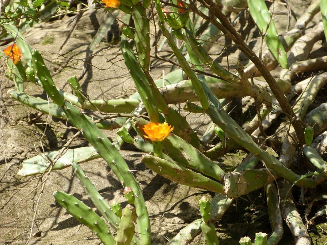 Opuntia anacantha