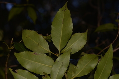 Schizomeria ovata