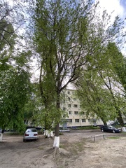 Ulmus