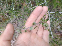 Ceanothus arcuatus
