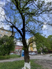 Robinia pseudoacacia