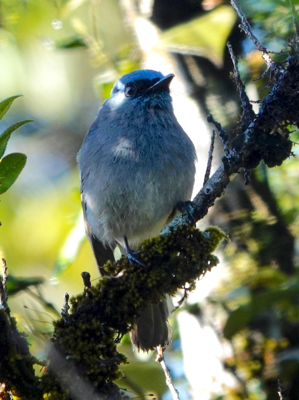 Dull-blue Flycatcher illustration