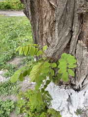 Robinia pseudoacacia