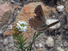 Lepidochrysops robertsoni